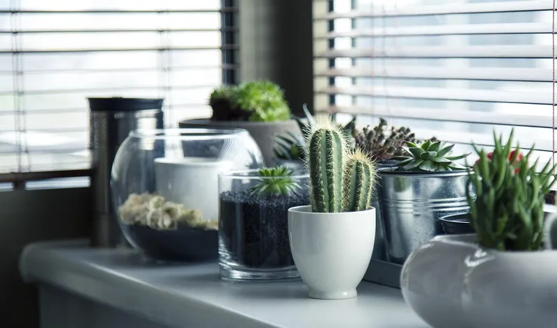A variety of succulent plants arranged on a wooden shelf inside a bright room.