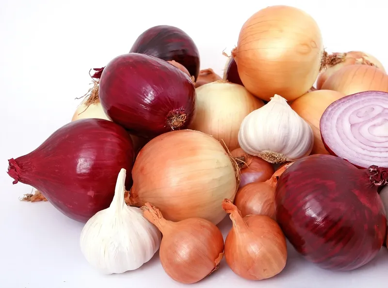 Homemade garlic and onion garden spray in a clear bottle for pest control