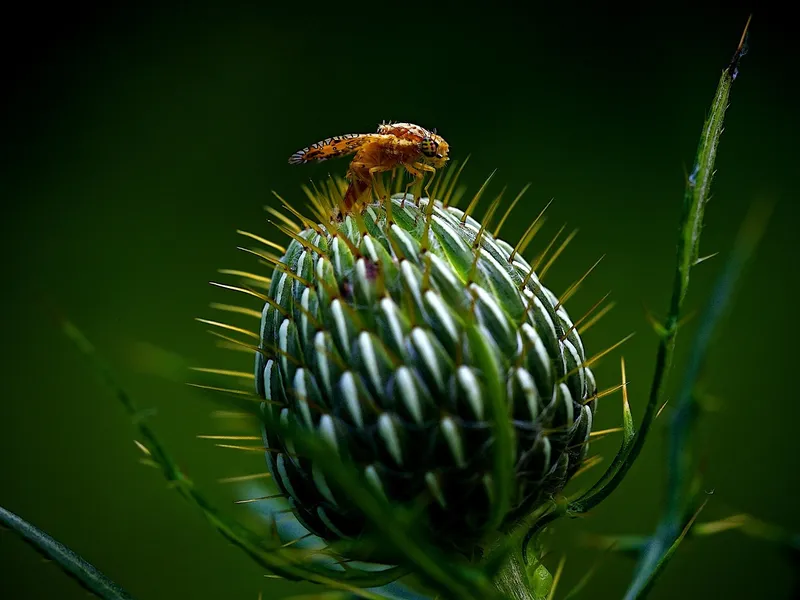 Close up view of aphids crawling on a green rose stem in a sunny garden.