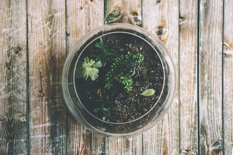A geometric glass terrarium container sitting on a wooden table near a window