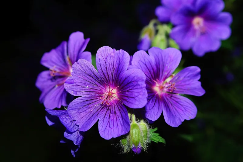 Potted geraniums with clusters of bright pink flowers used for pest control