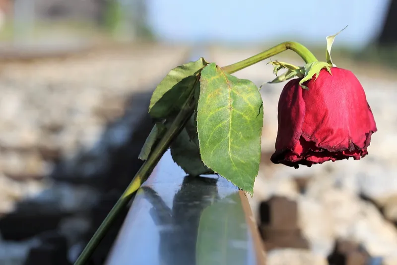A close up of a rose leaf showing signs of heat stress and minor oil burn.