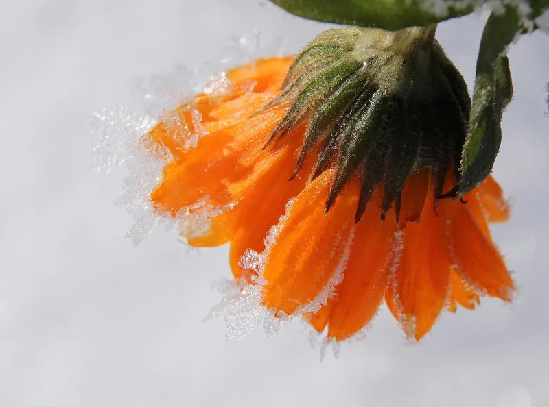 Vibrant orange marigold flowers used in a vegetable garden for natural pest control