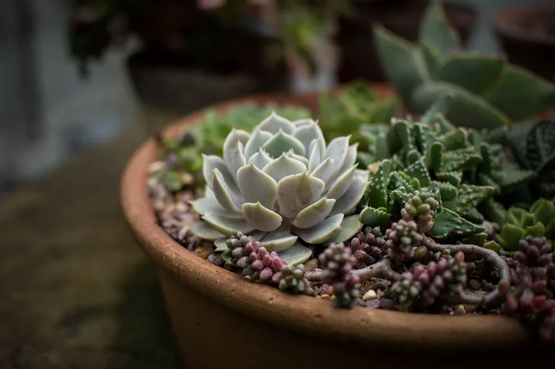 A perfectly healthy, colorful, and compact Echeveria succulent glowing in the sunlight