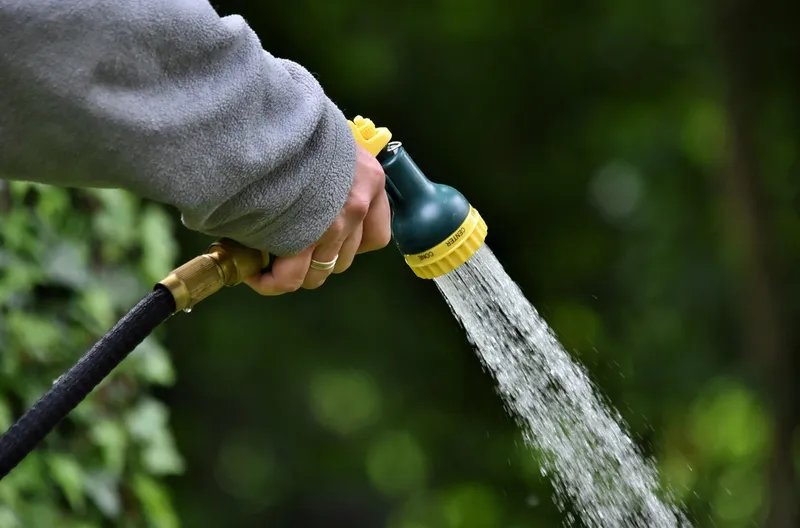 A person watering the base of a tomato plant with a watering can in the morning