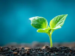 Monstera Deliciosa Care: How to Grow Massive "Swiss Cheese" Leaves