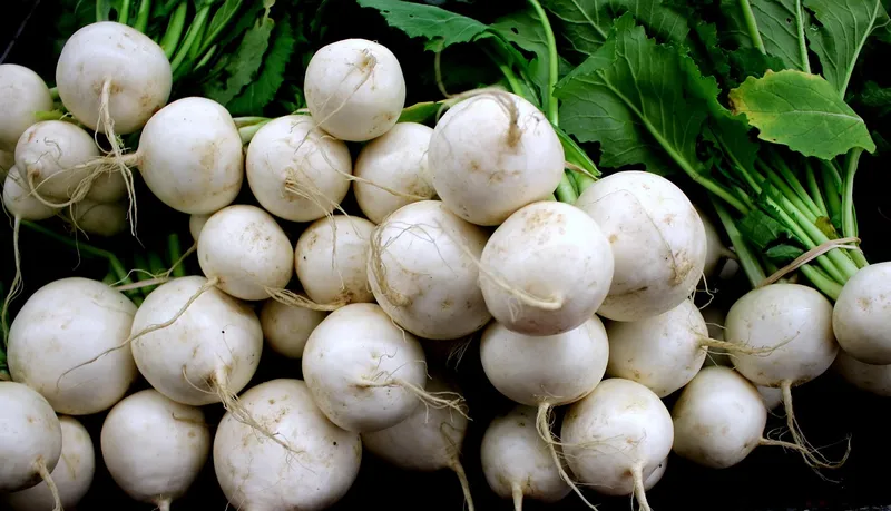 Small white baby turnips with fresh green tops pulled from the soil
