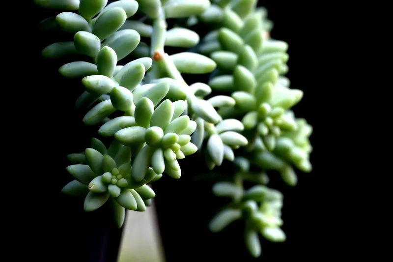 A Burro's tail succulent with long trailing stems of plump, teardrop-shaped blue-green leaves.