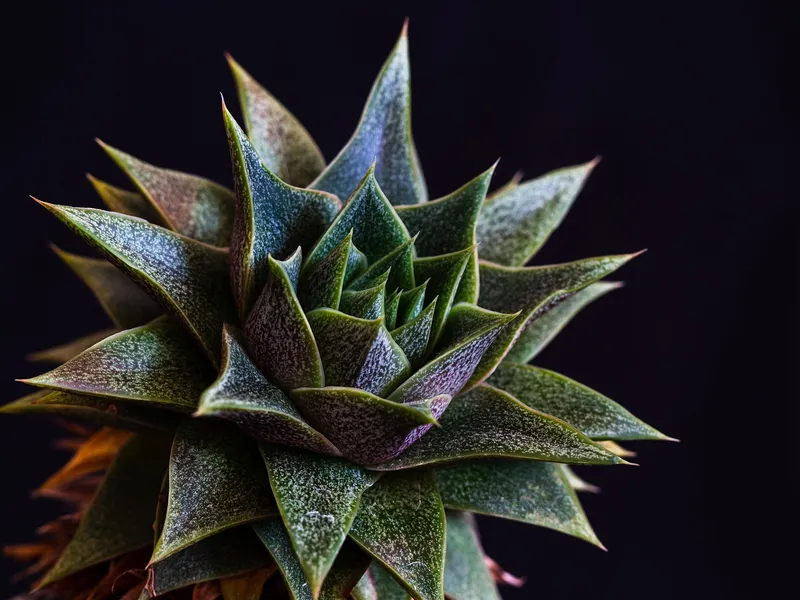 A Gasteria succulent with thick, tongue-shaped leaves and a bumpy texture in a small decorative clay pot.