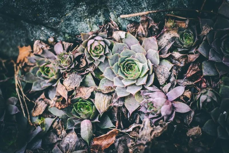 Natural dried leaves at the base of a succulent plant providing protection.