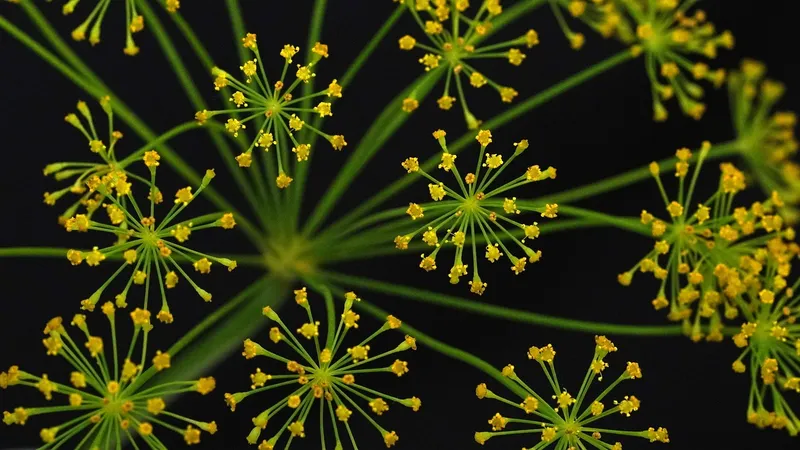 Yellow dill flowers attracting pollinators and beneficial insects in a garden