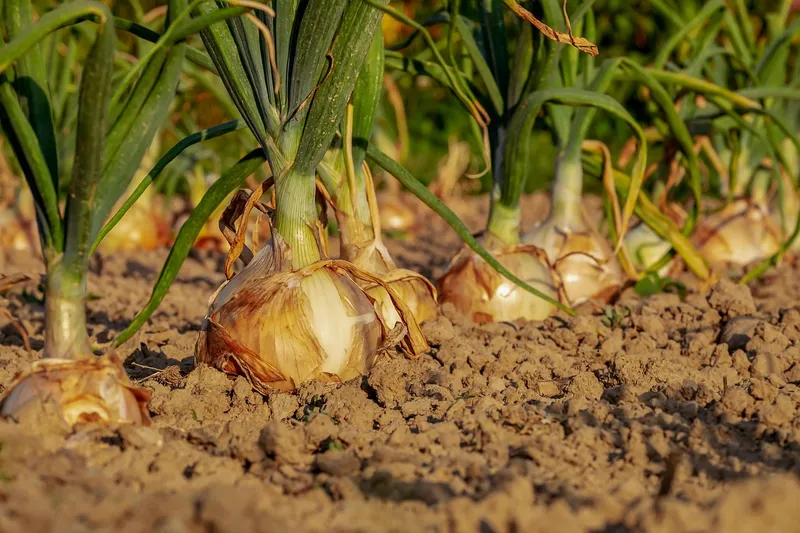 A white powdery circle of diatomaceous earth surrounding a green vegetable plant for protection
