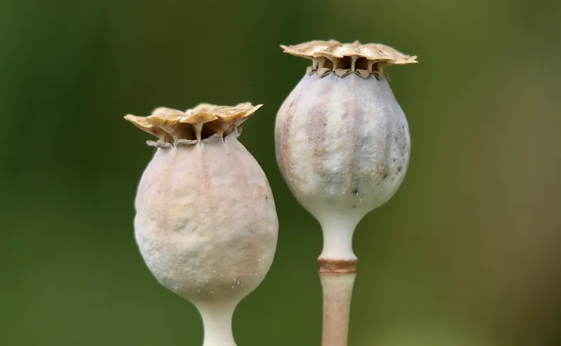 Glass bowls containing large seeds like peas and beans soaking in water to soften the coats