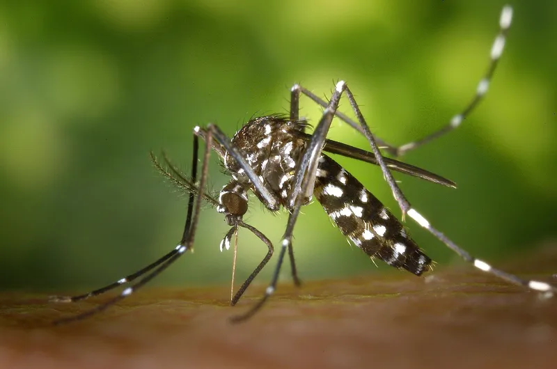 Hand holding a bag of Mosquito Bits over a watering can for gnat treatment