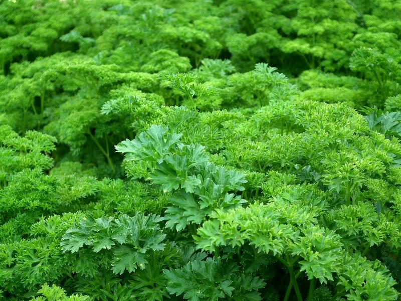 Fresh green parsley growing in a garden, known for attracting beneficial insects