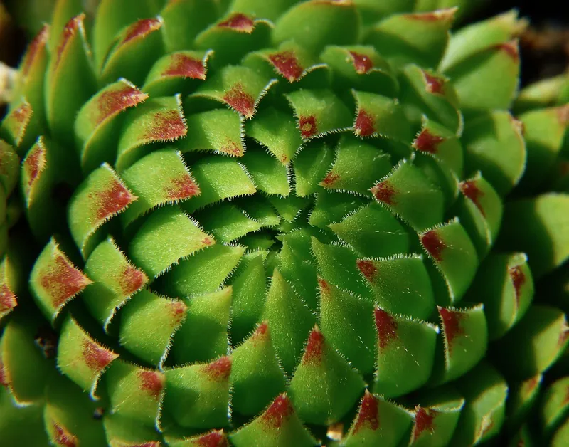 Close up of a hardy Sempervivum succulent covered in a light layer of morning frost.