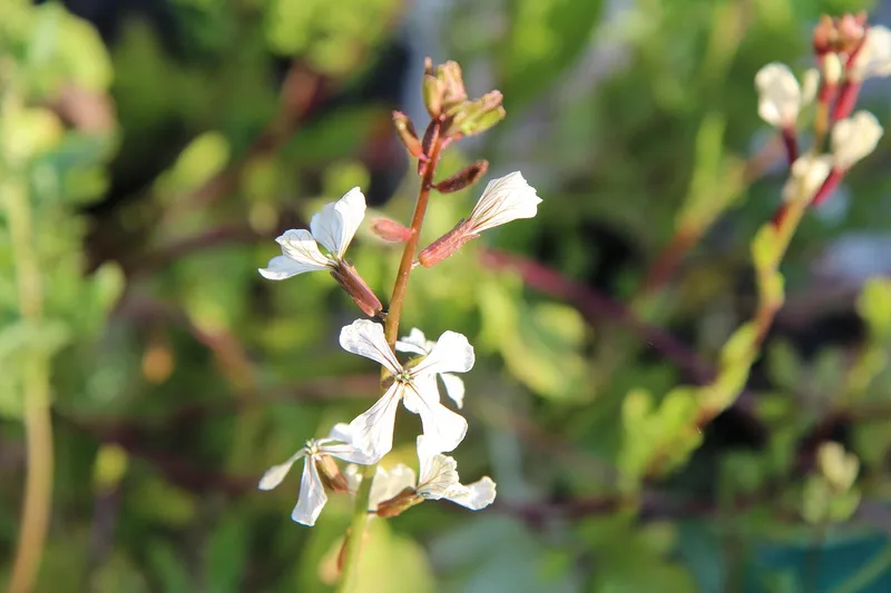 Close up of lush green serrated arugula leaves growing in a garden bed