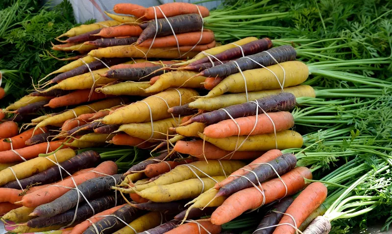 Carrot tops growing out of dark garden soil, providing shade for pepper roots