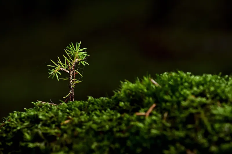 A close up of a tiny seedling that has wilted and collapsed at the base of the stem due to fungus