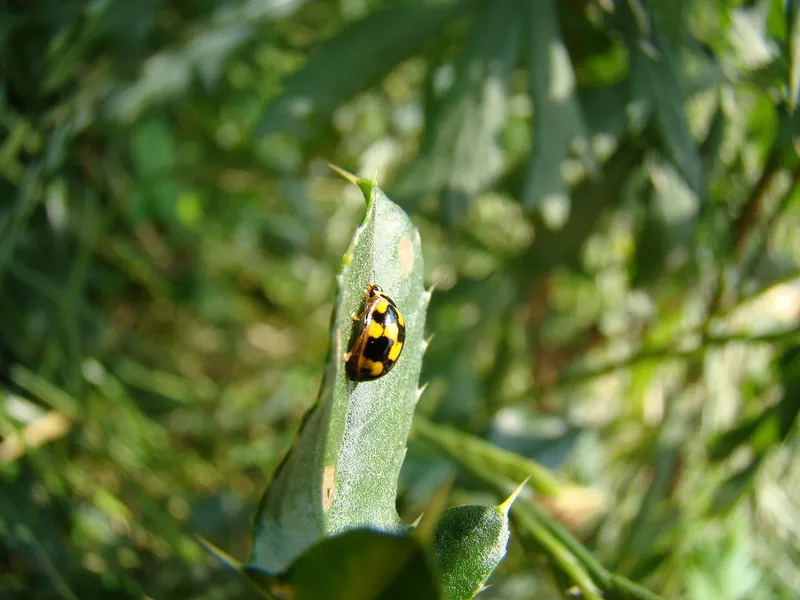 A bright red ladybug crawling on a green leaf and eating small green aphids