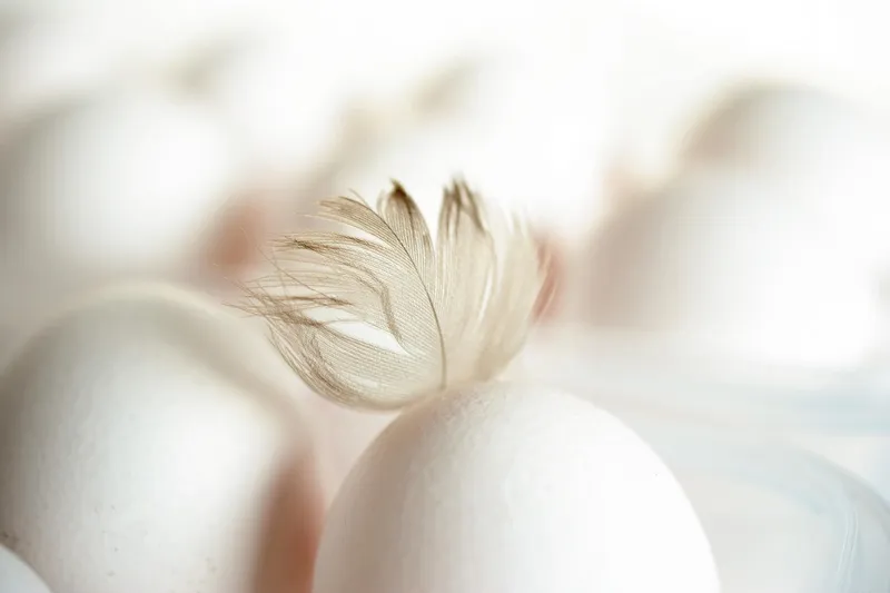 A pile of jagged white crushed eggshells being used as a barrier in a vegetable garden