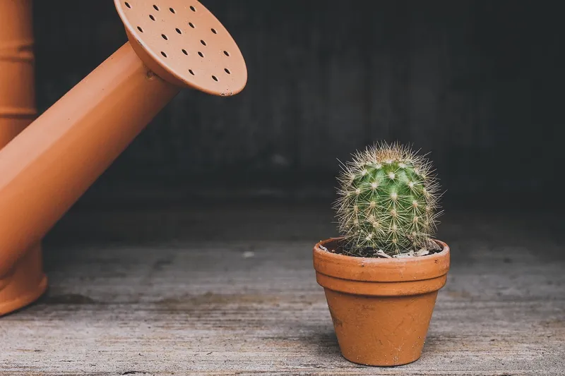 A person watering an Echeveria with a small watering can near the base of the plant