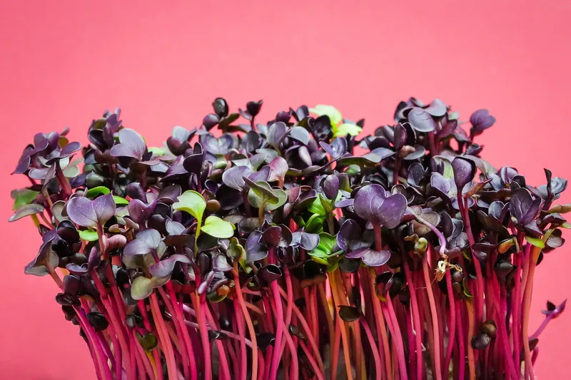 Small green cress sprouts growing densely in a kitchen windowsill container